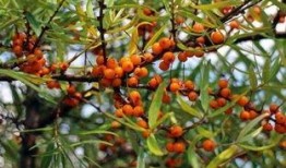 沙棘果原浆爆料视频,营养与美味的双重享受