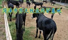 爆料大驴的视频,一场视觉盛宴的幕后故事
