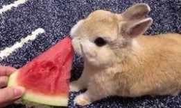 娱乐吃瓜兔子视频大全,盘点热门视频大全