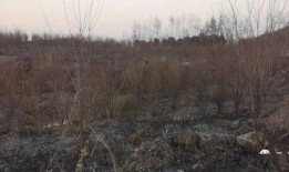狮子山爆料视频最新版,惊人内幕曝光！