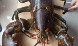 龙虾最新爆料是真的吗知乎,真相揭秘，知乎热议事件全解析