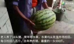吃瓜群众免费吃瓜视频在线观看,免费畅享！吃瓜群众专属吃瓜视频在线观看盛宴