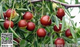 冬枣储存爆料方法视频