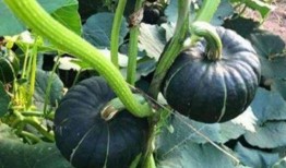 最新吃瓜网红视频大全,笑料百出，精彩纷呈