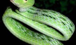 鞭与蛇在线观看影片,探寻神秘力量的奇幻之旅