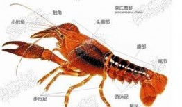 龙虾最新爆料是真的吗知乎,真相揭秘，知乎热议事件全解析